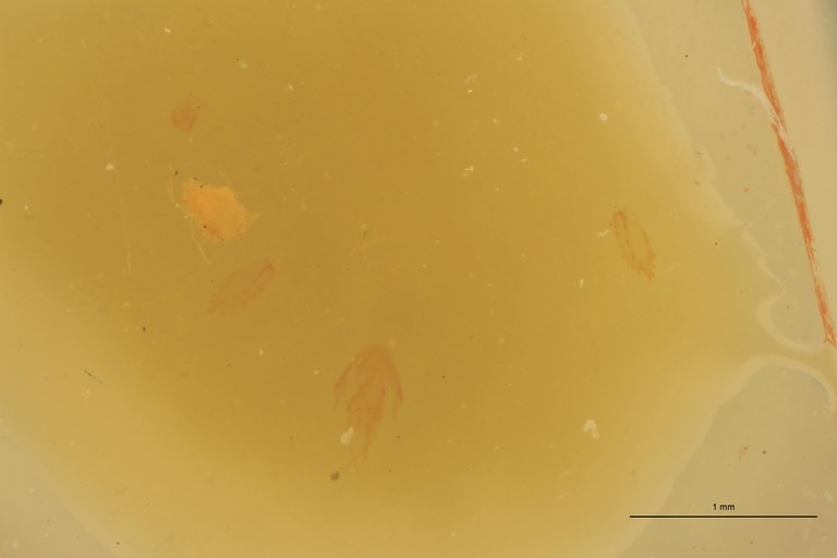 Cardiophorus folliculus M Aedeagus.jpg Cardiophorus folliculus M Aedeagus.jpg