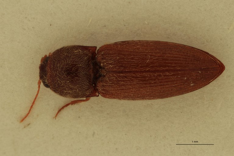 Cardiophorus folliculus M D.jpg Cardiophorus folliculus M D.jpg