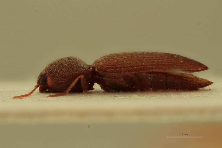 Cardiophorus folliculus M L.jpg Cardiophorus folliculus M L.jpg