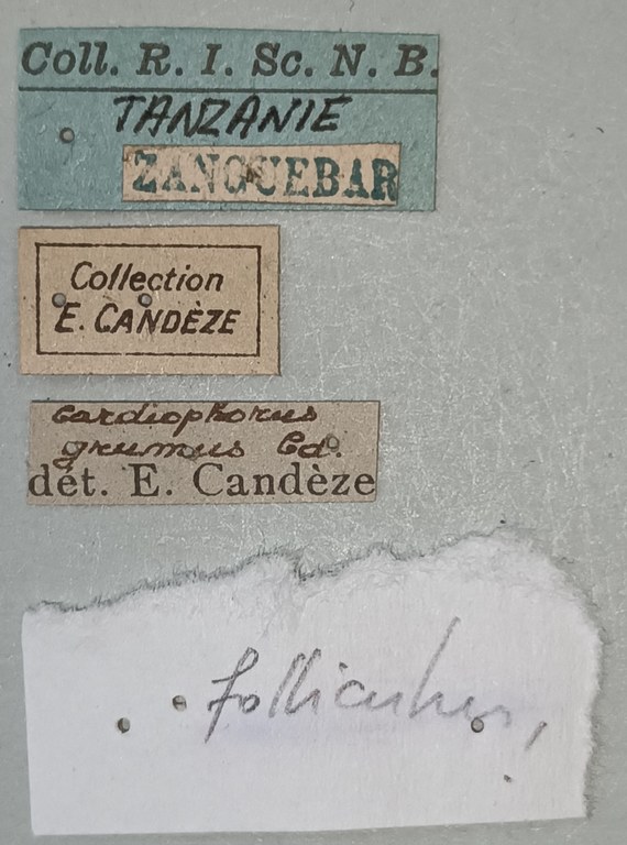 Cardiophorus folliculus M Labels.jpg Cardiophorus folliculus M Labels.jpg