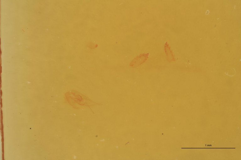 Cardiophorus folliculus M T Aedeagus.jpg