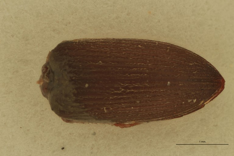 Cardiophorus folliculus M T D.jpg