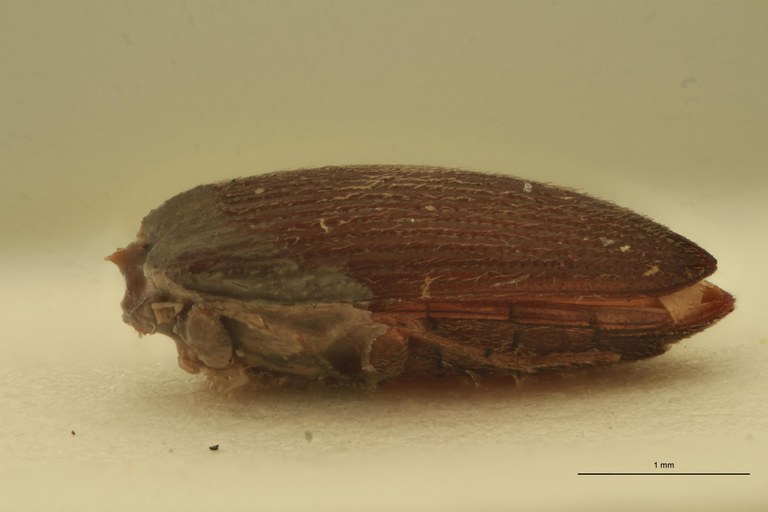 Cardiophorus folliculus M T L.jpg