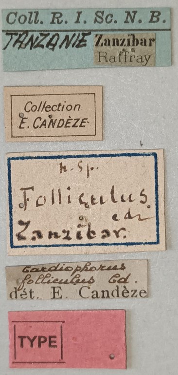Cardiophorus folliculus M T Labels.jpg