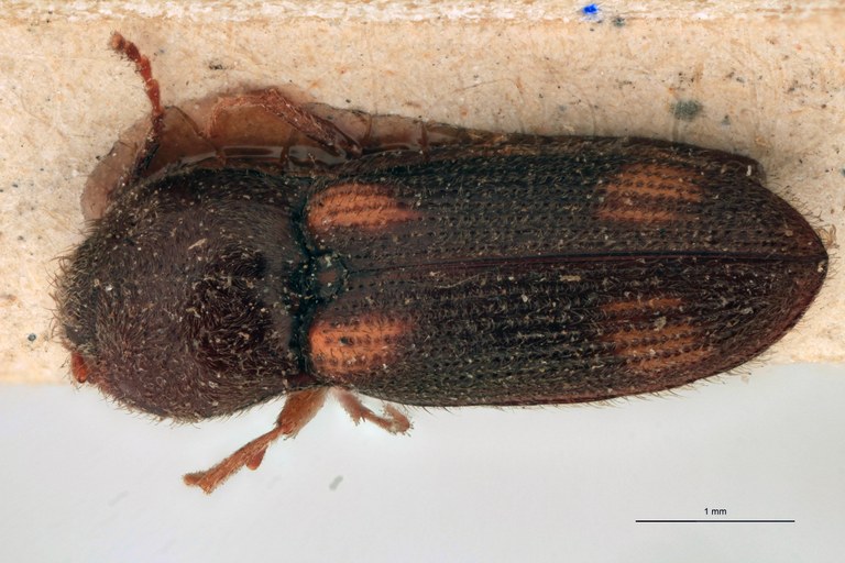 Cardiophorus fulvosignatus T D.jpg