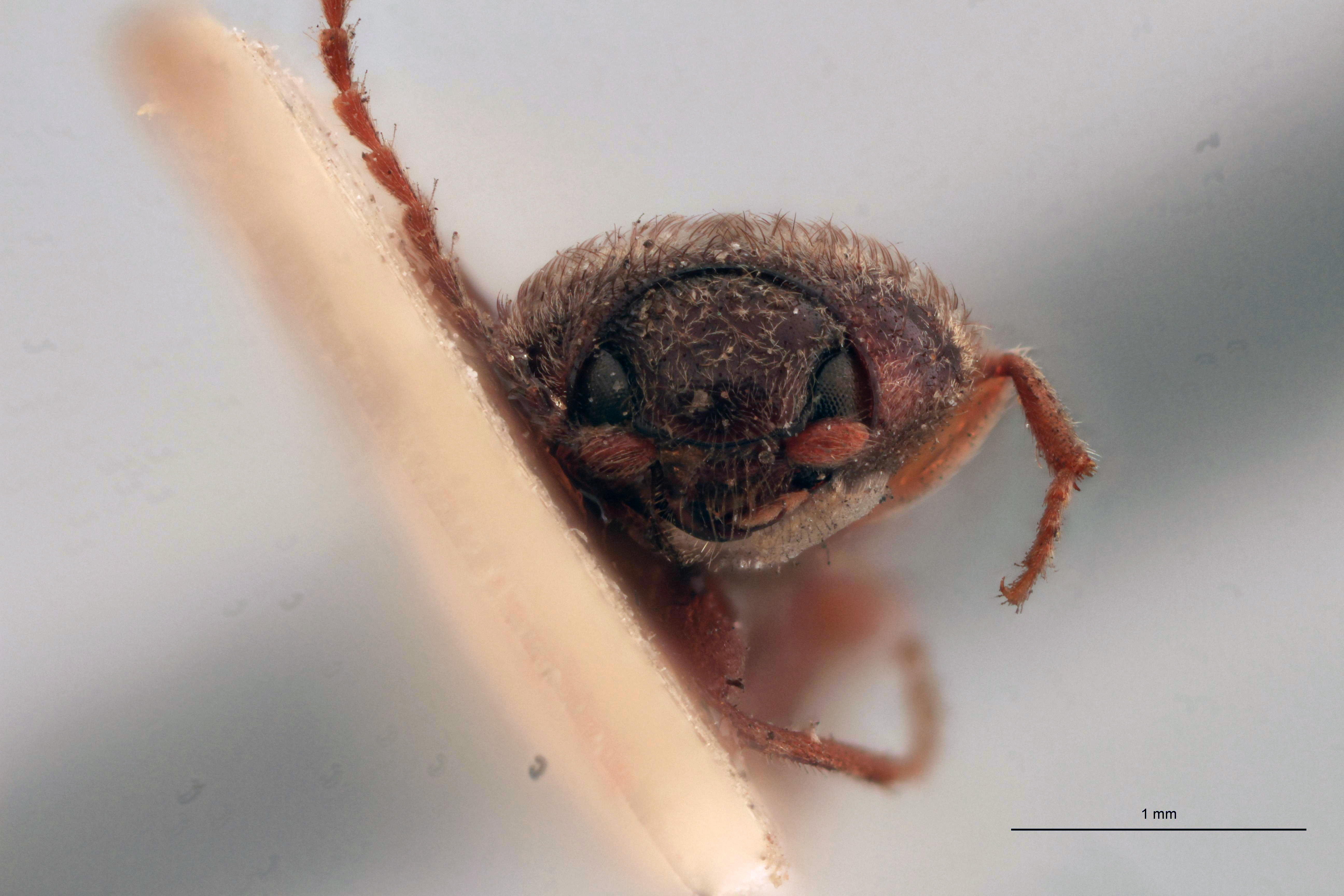 Cardiophorus fulvosignatus T F.jpg