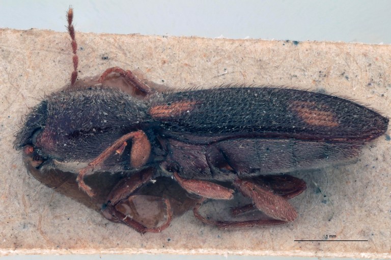 Cardiophorus fulvosignatus T L.jpg