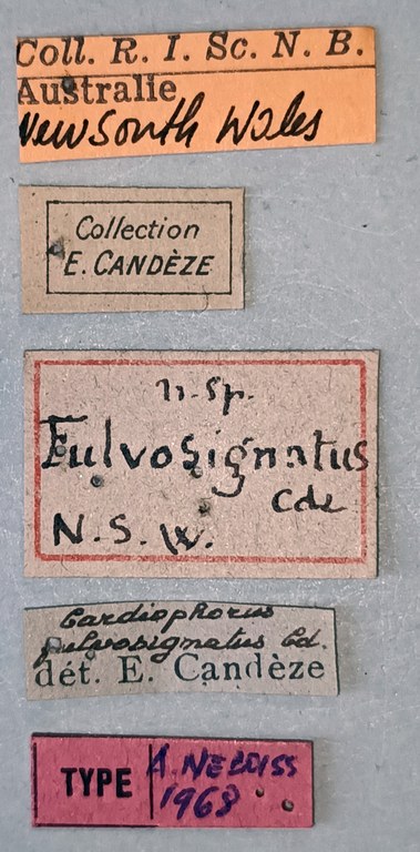 Cardiophorus fulvosignatus T Labels.jpg