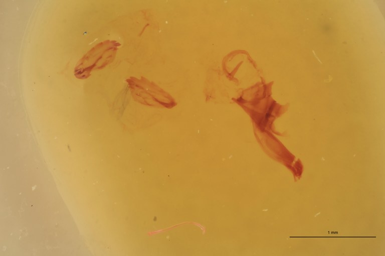 Cardiophorus gagatinus M T Aedeagus.jpg Cardiophorus gagatinus M T Aedeagus.jpg