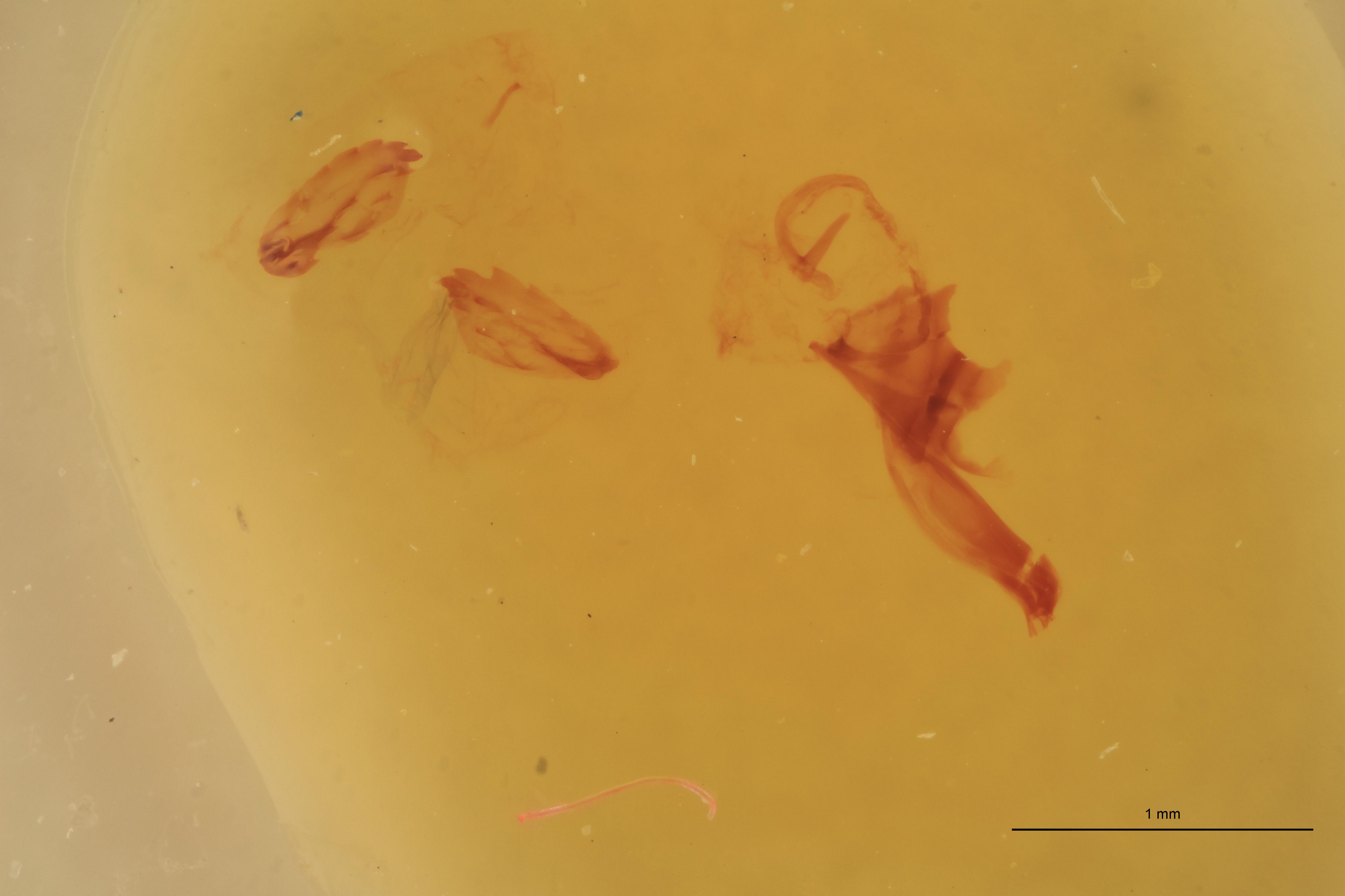 Cardiophorus gagatinus F T Preparation.jpg