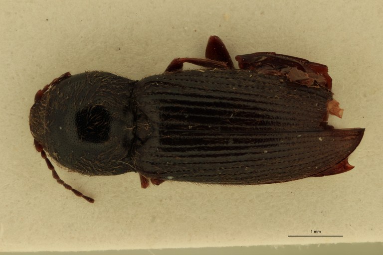 Cardiophorus gagatinus M T D.jpg Cardiophorus gagatinus M T D.jpg