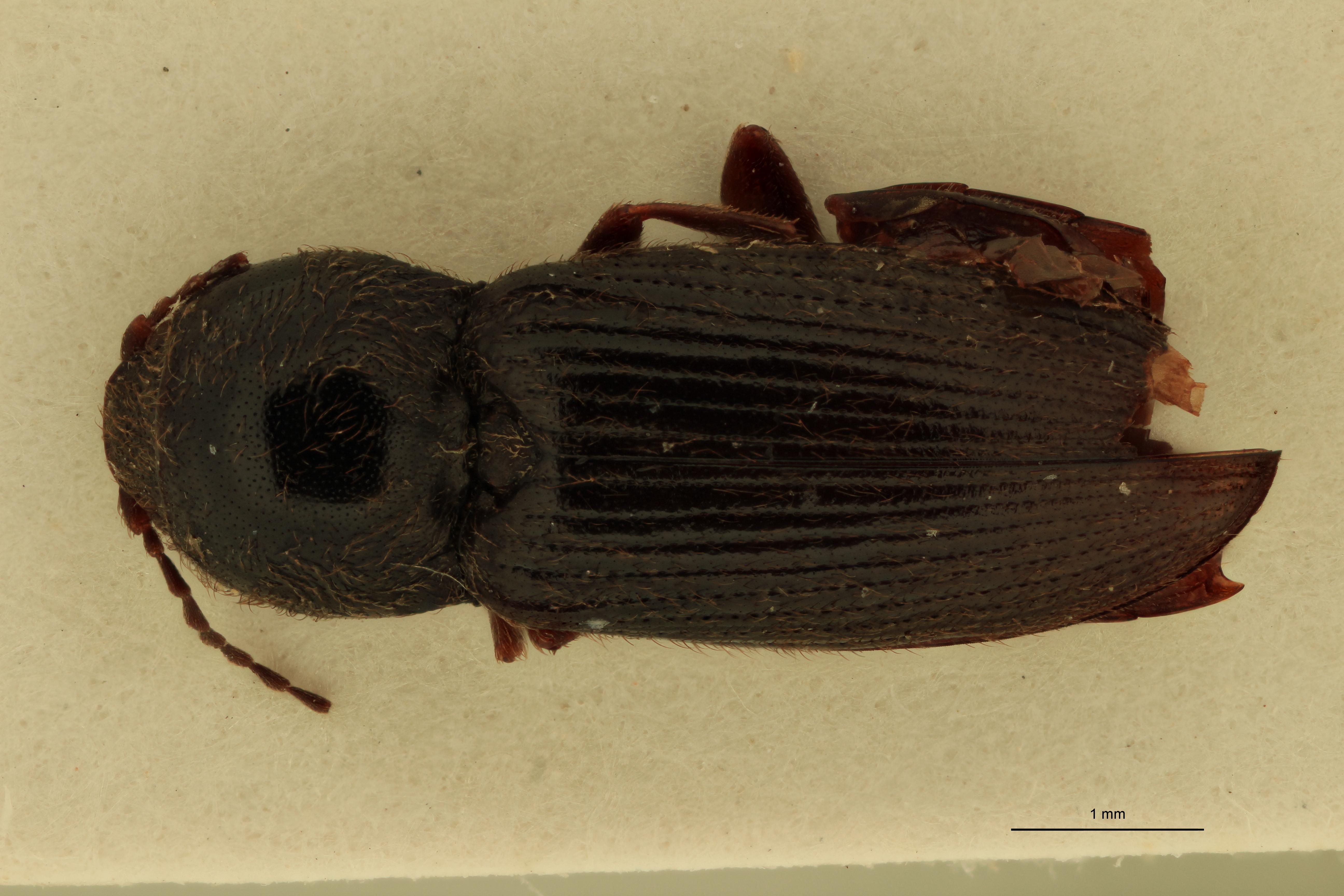 Cardiophorus gagatinus F T D.jpg