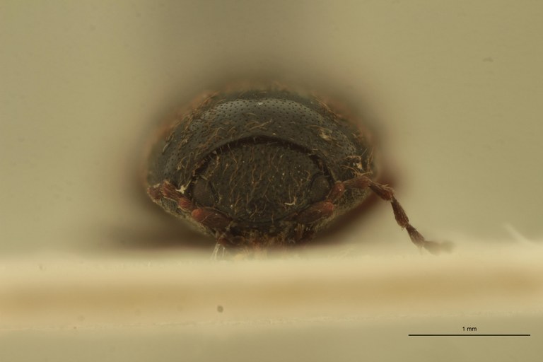 Cardiophorus gagatinus M T F.jpg Cardiophorus gagatinus M T F.jpg