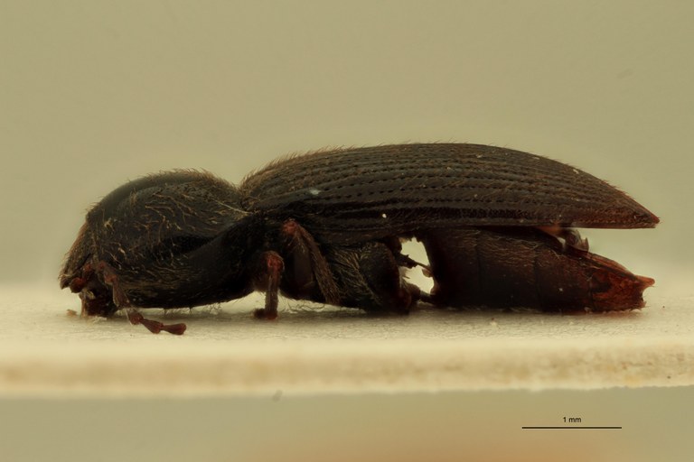 Cardiophorus gagatinus M T L.jpg Cardiophorus gagatinus M T L.jpg