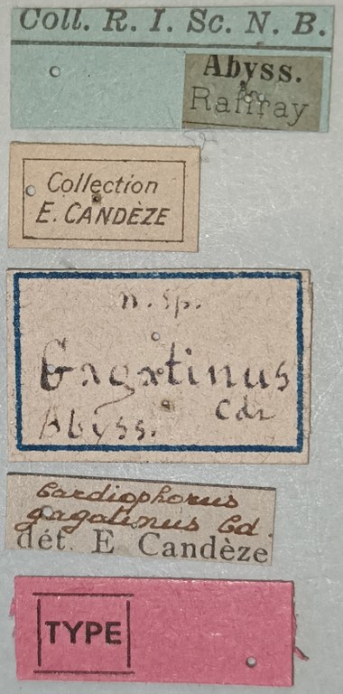 Cardiophorus gagatinus M T Labels.jpg Cardiophorus gagatinus M T Labels.jpg