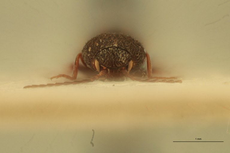 Coptostethus guttatus F.jpg Coptostethus guttatus F.jpg