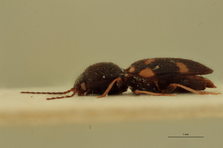 Coptostethus guttatus L.jpg Coptostethus guttatus L.jpg