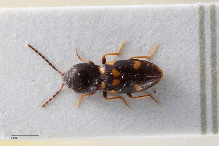 Coptostethus guttatus D