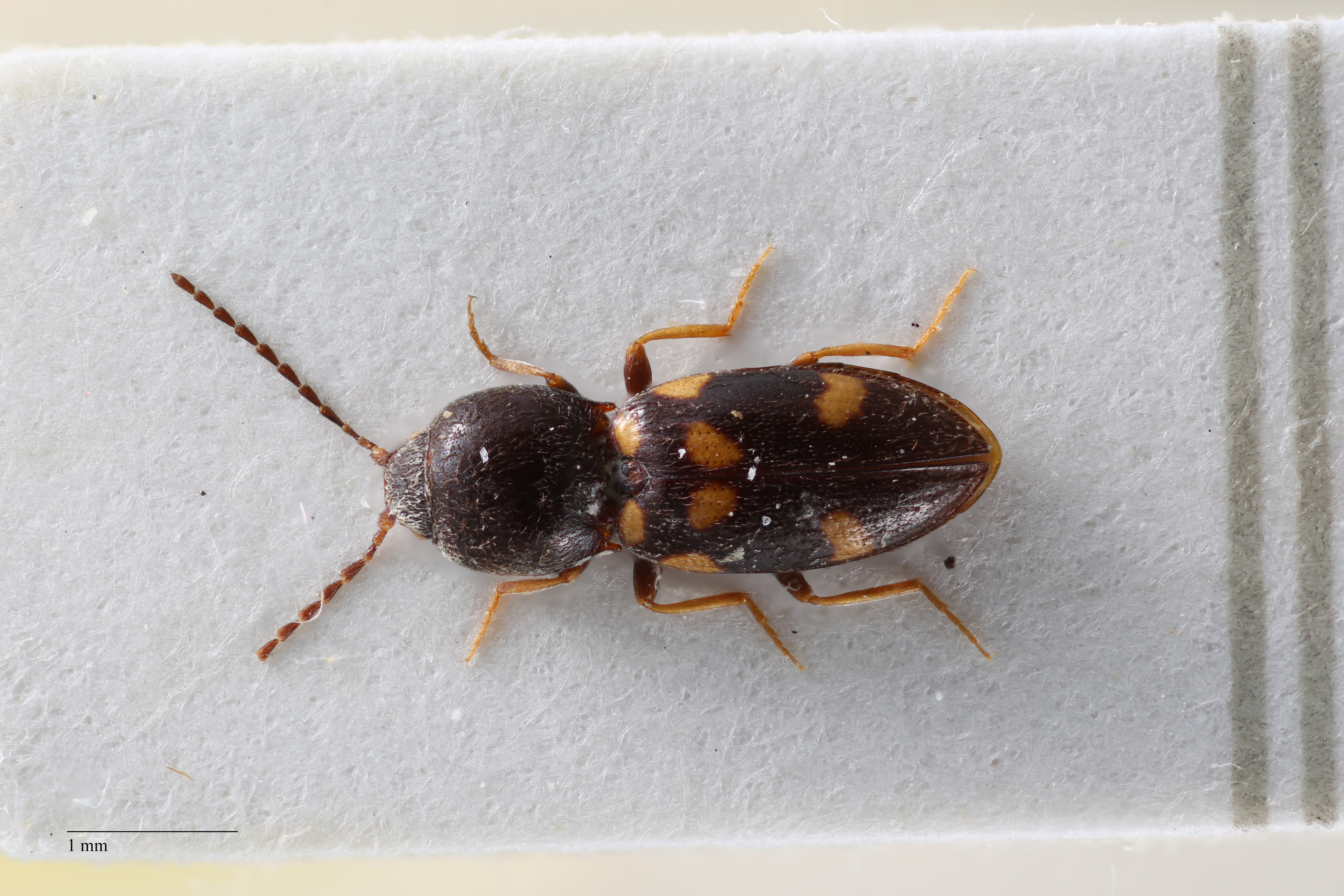 Coptostethus guttatus D