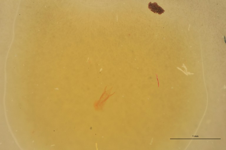 Cardiophorus guttifer M T Aedeagus.jpg Cardiophorus guttifer M T Aedeagus.jpg