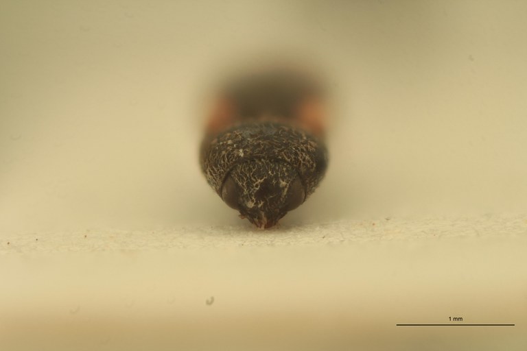 Cardiophorus guttifer M T F.jpg Cardiophorus guttifer M T F.jpg