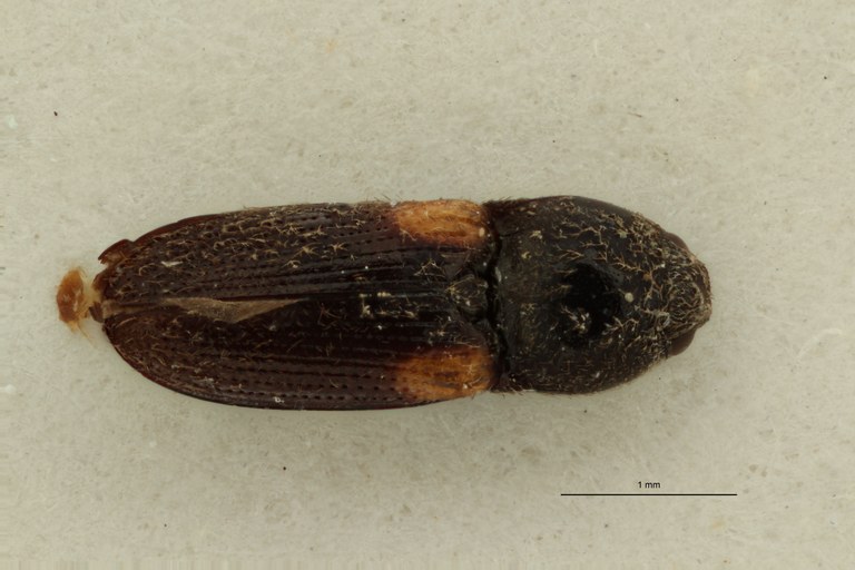 Cardiophorus guttifer M T D.jpg