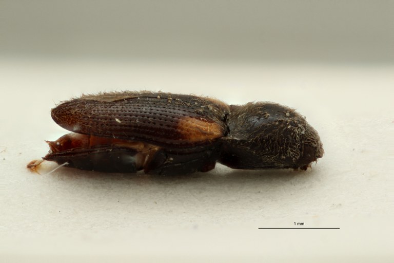 Cardiophorus guttifer M T L.jpg Cardiophorus guttifer M T L.jpg