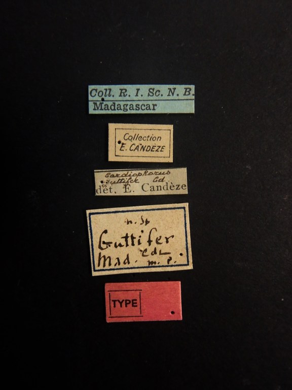 Cardiophorus guttifer M T Labels.JPG Cardiophorus guttifer M T Labels.JPG