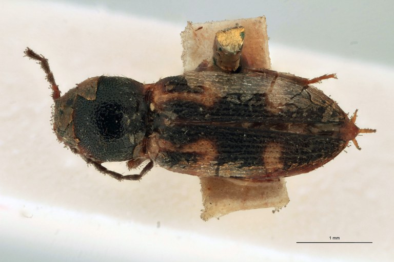 Cardiophorus hamatus T D.jpg