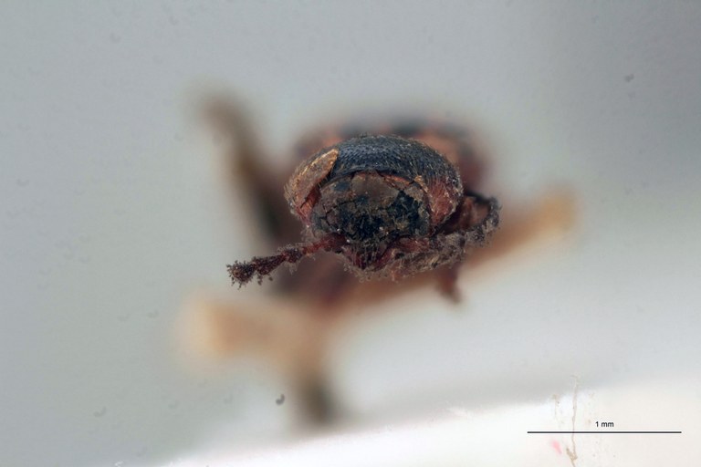 Cardiophorus hamatus T F.jpg