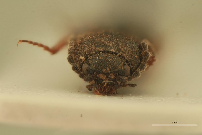 Cardiophorus hayekae Pt F.jpg Cardiophorus hayekae Pt F.jpg