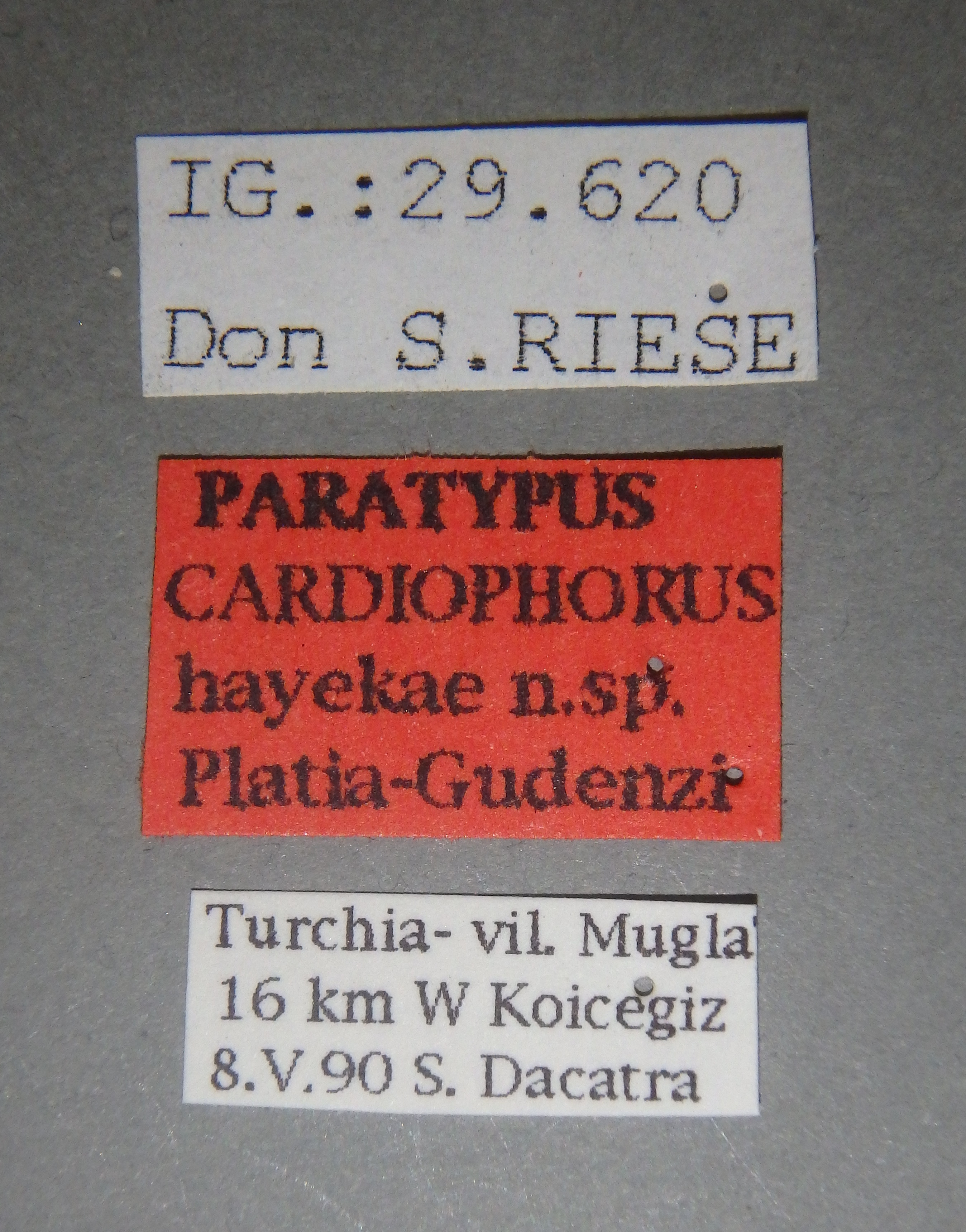 Cardiophorus hayekae pt Lb.jpg