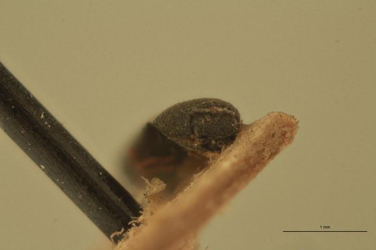 Cardiophorus henoni St F.jpg