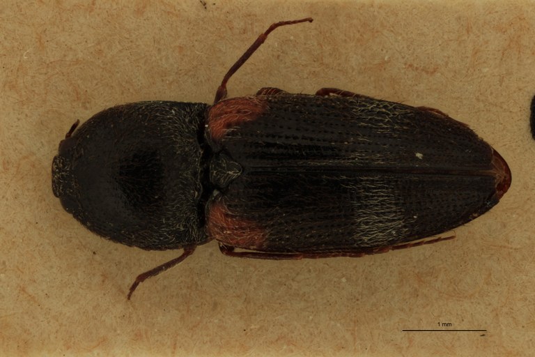 Cardiophorus hilaris M T D.jpg Cardiophorus hilaris M T D.jpg