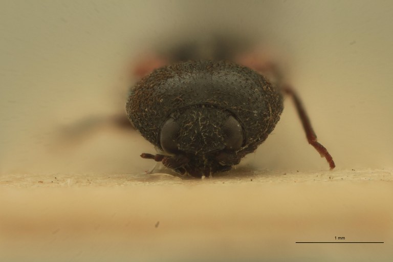 Cardiophorus hilaris M T F.jpg Cardiophorus hilaris M T F.jpg