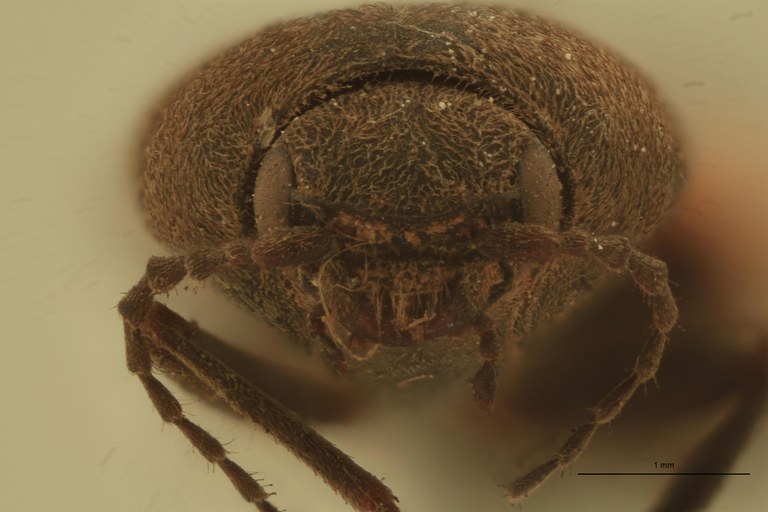 Cardiophorus inflatus F Lt F.jpg
