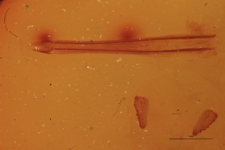 Cardiophorus inflatus F Lt Parameres.jpg
