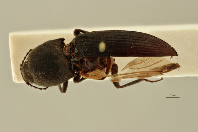 Cardiophorus inflatus lt D ZS PMax Scaled.jpeg