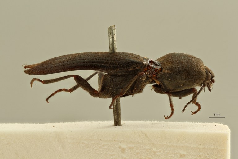 Cardiophorus inflatus lt L ZS PMax Scaled.jpeg