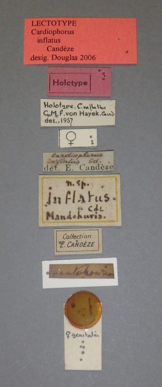 Cardiophorus inflatus lt Lb.jpg