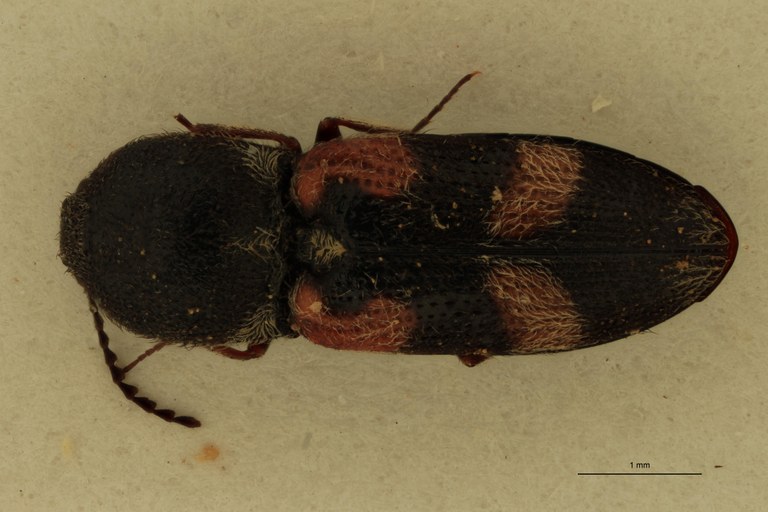 Cardiophorus jocosus F T D.jpg Cardiophorus jocosus F T D.jpg