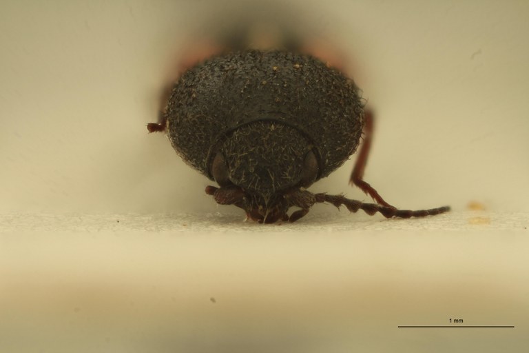 Cardiophorus jocosus F T F.jpg Cardiophorus jocosus F T F.jpg