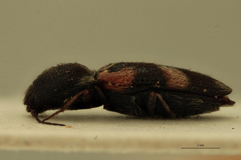 Cardiophorus jocosus F T L.jpg Cardiophorus jocosus F T L.jpg