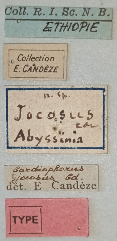 Cardiophorus jocosus F T Labels.jpg Cardiophorus jocosus F T Labels.jpg