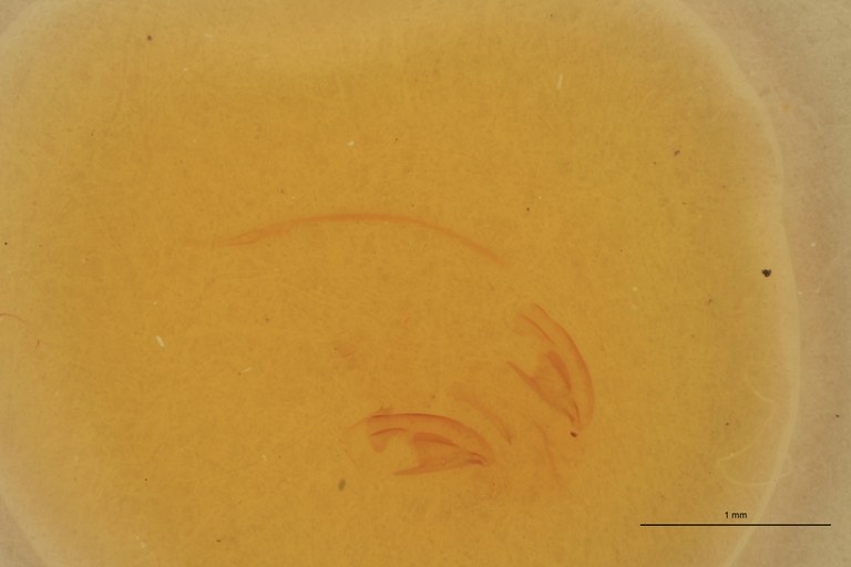 Cardiophorus jocosus F T Parameres.jpg Cardiophorus jocosus F T Parameres.jpg