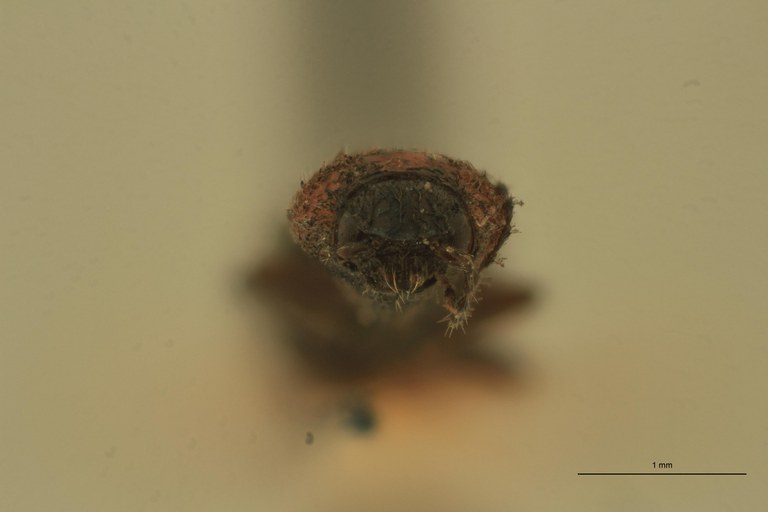 Cardiophorus lepidus T F.jpg