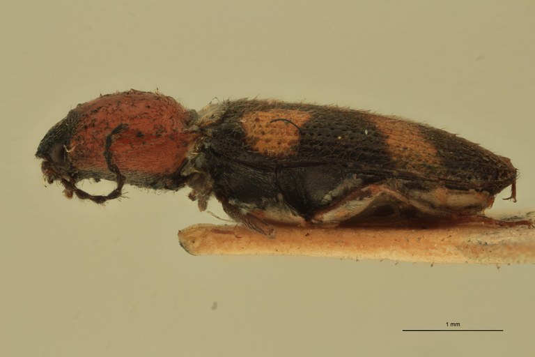 Cardiophorus lepidus T L.jpg