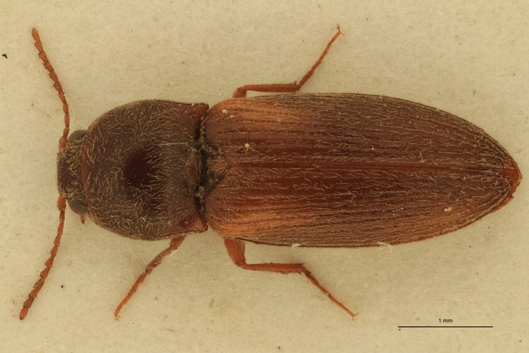 Cardiophorus liberatus M T D.jpg Cardiophorus liberatus M T D.jpg
