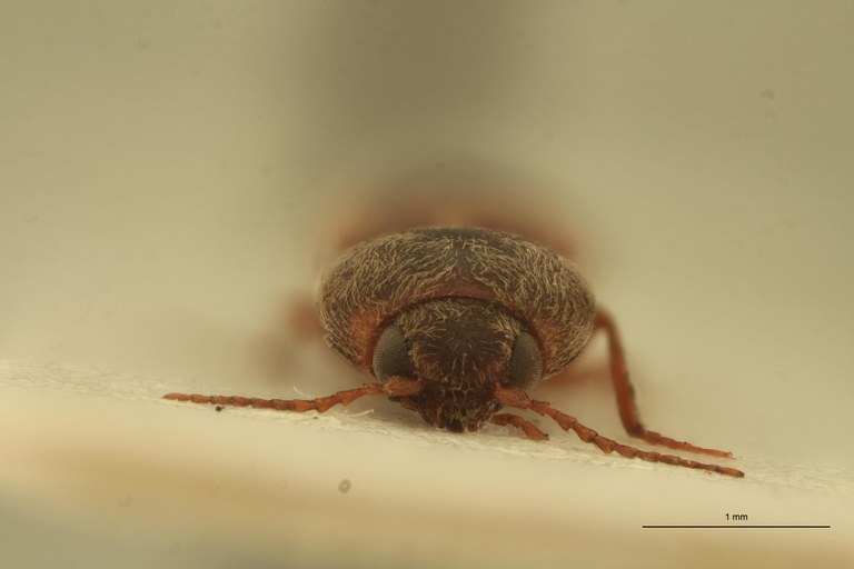 Cardiophorus liberatus M T F.jpg Cardiophorus liberatus M T F.jpg