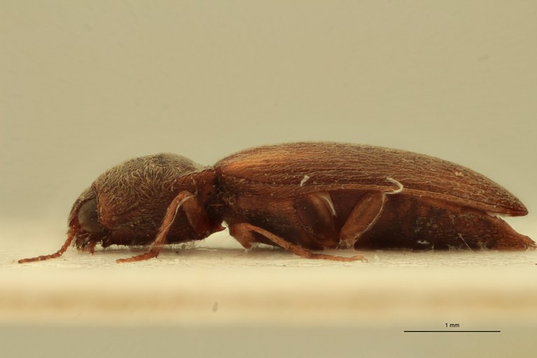 Cardiophorus liberatus M T L.jpg Cardiophorus liberatus M T L.jpg
